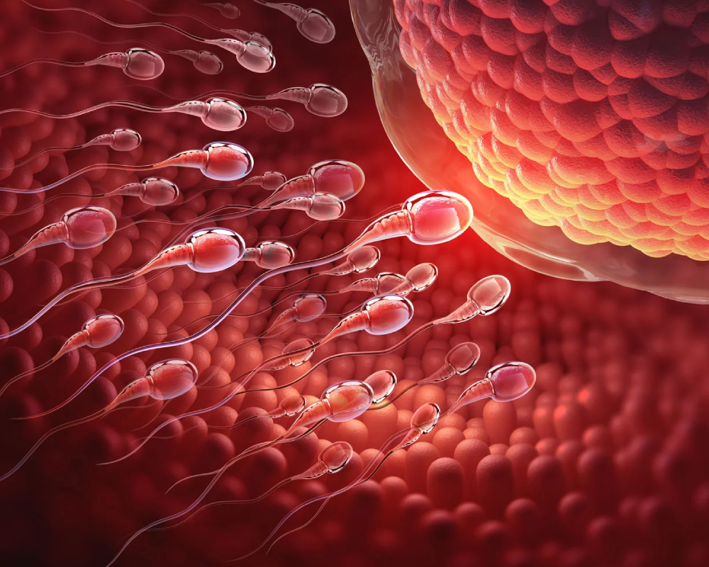 Fertilidad Espermatozoides acercándose a un óvulo
